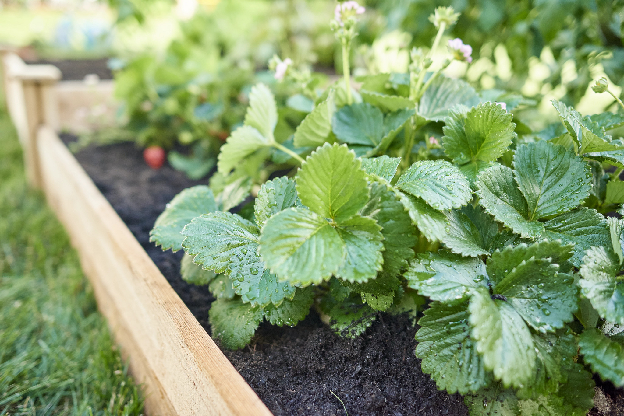 strawberry plants 