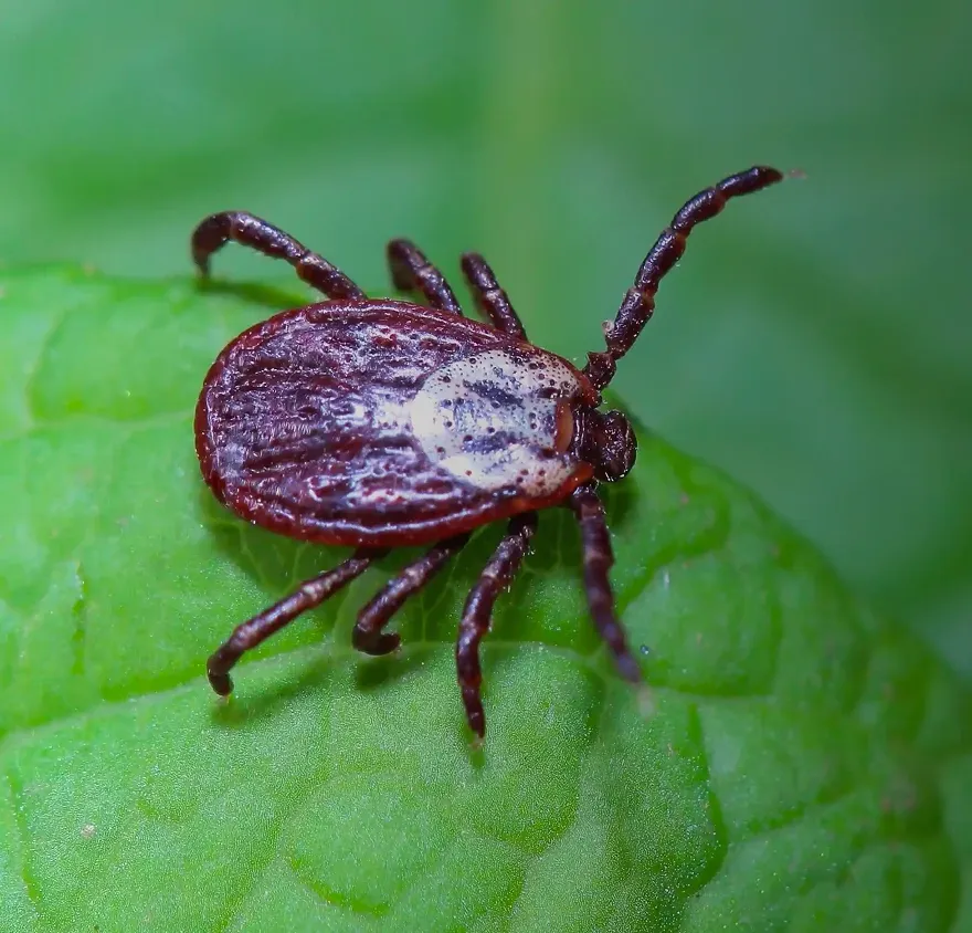 tick questing on a grass blade