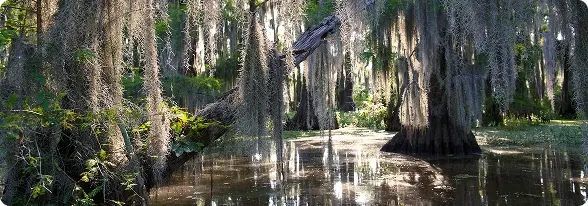 Lake with beautiful light and trees