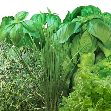 AeroGarden Pizza Herb Seed Pod Kit image number null