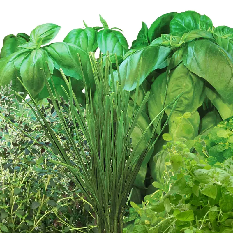 AeroGarden Pizza Herb Seed Pod Kit image number 3.0