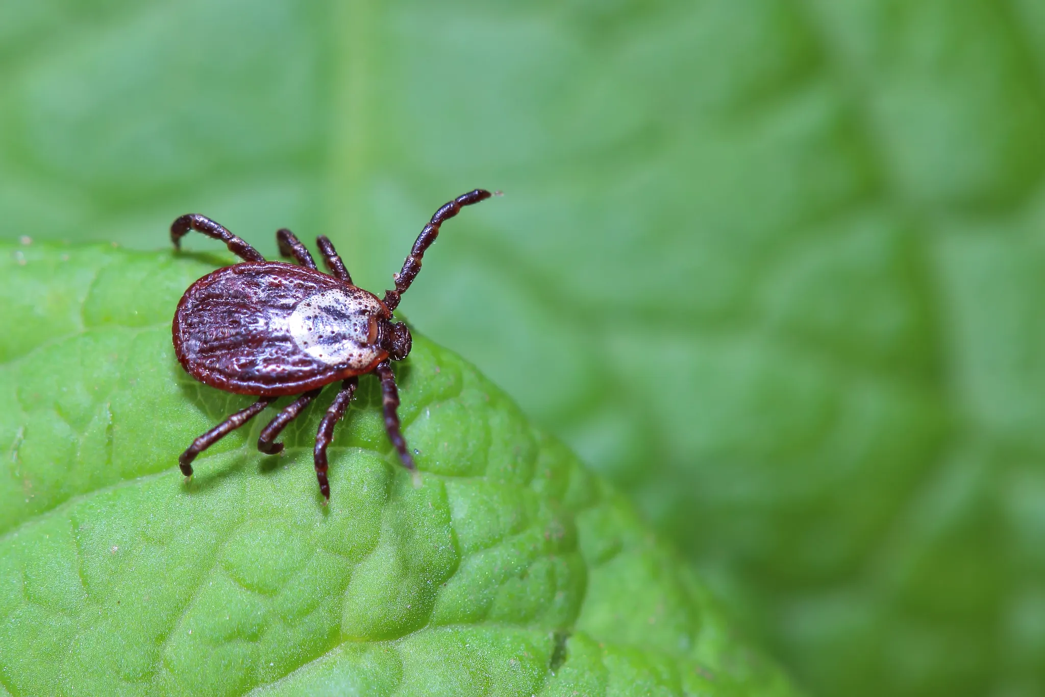 tick on leaf
