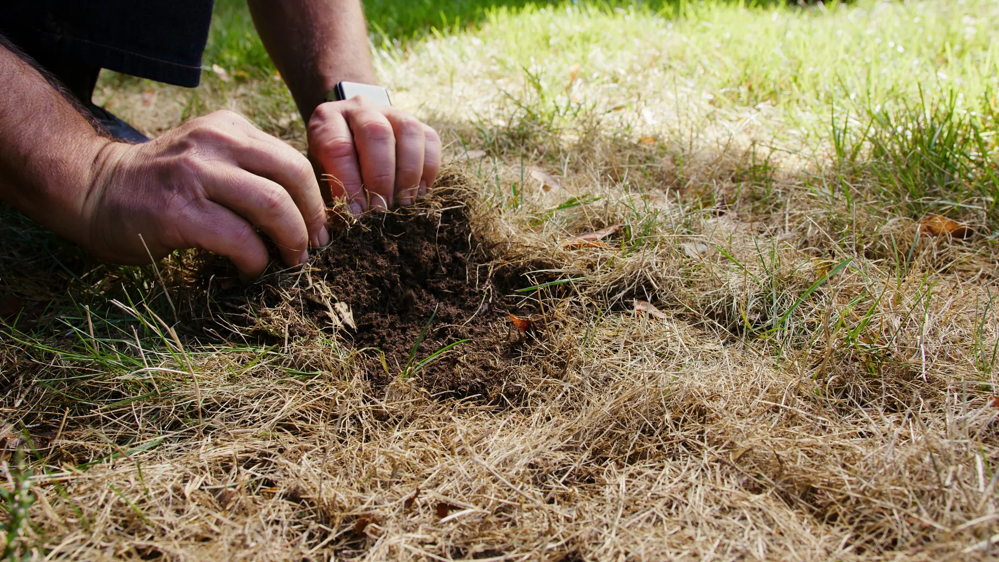 a piece of turf is lifted back, checking for grubs