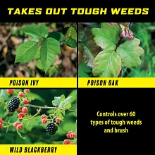 Ortho GroundClear Poison Ivy and Tough Brush Killer₂ Concentrate image number null