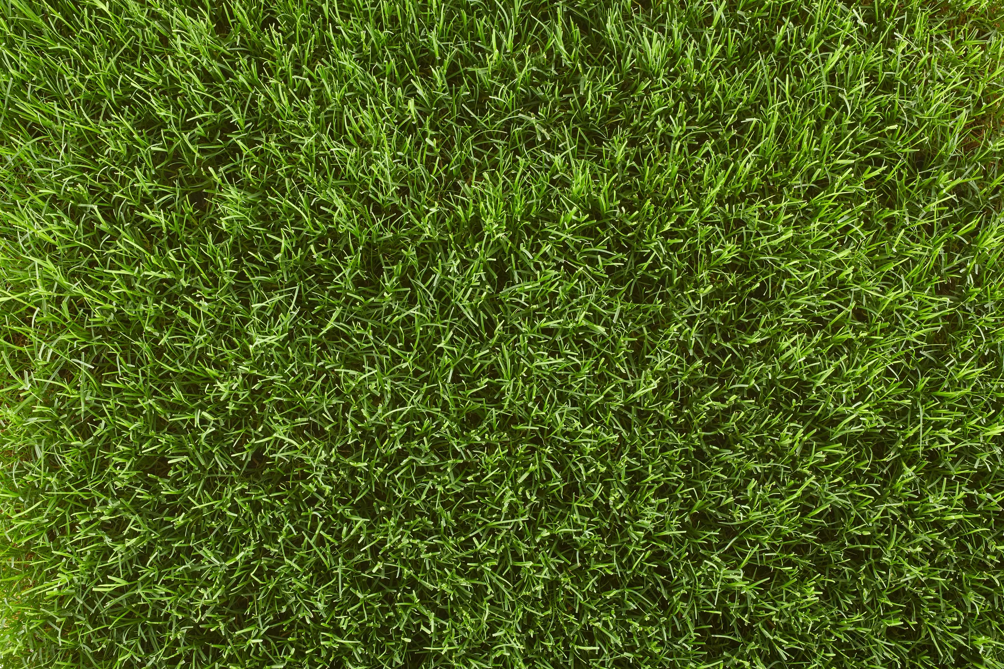 Top view of a bermuda grass lawn