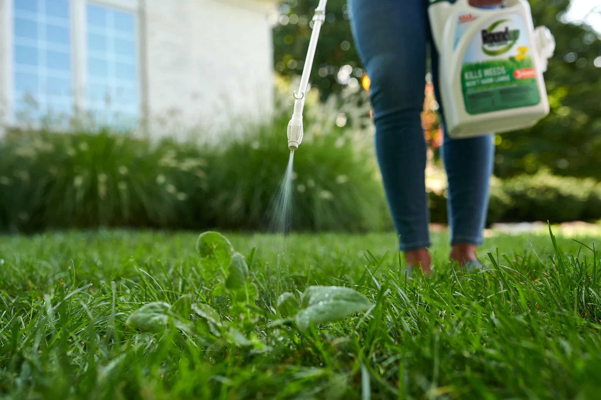 Lawns