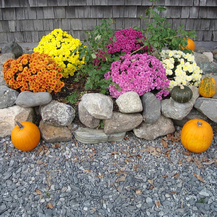 Planting Fall Mums