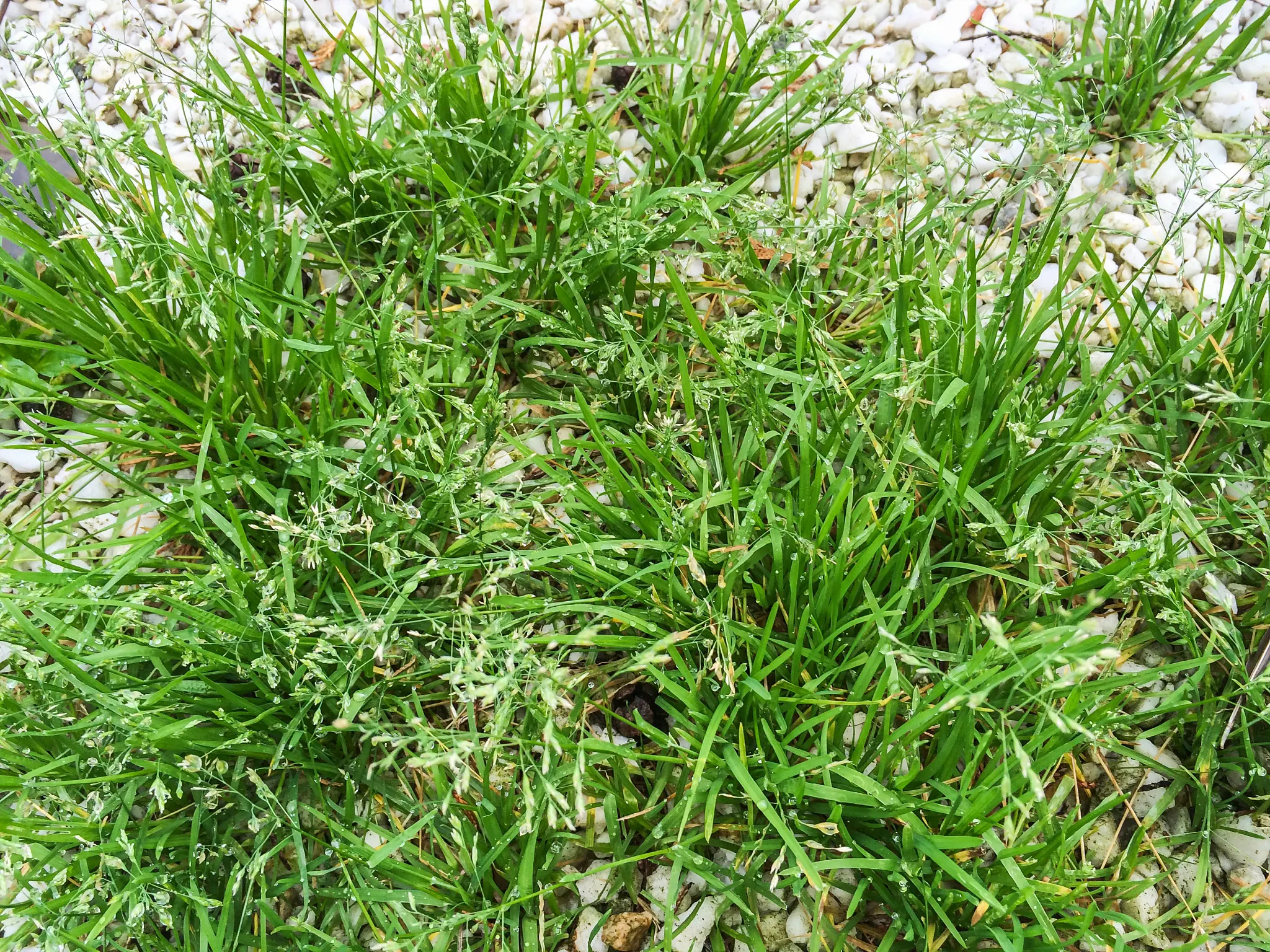 Annual bluegrass also called Poa annua