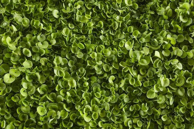 Close-up of dichondra