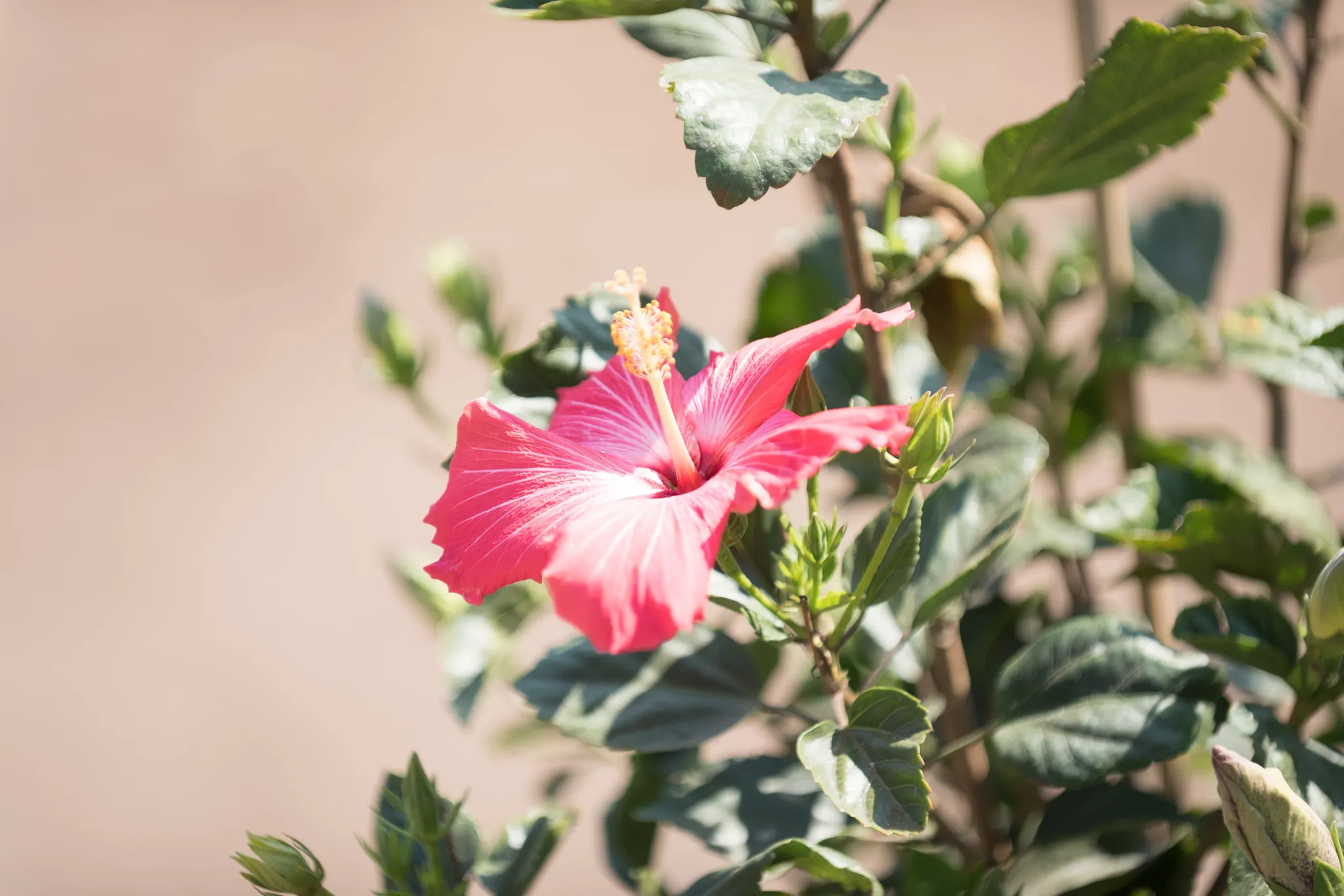 Tropical hibiscus flower highlighted by light