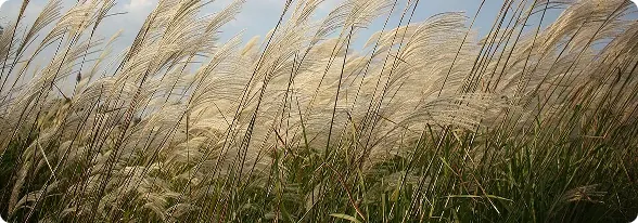 Grass field with Clear sky 