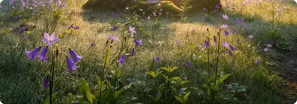 Bright sunshine field