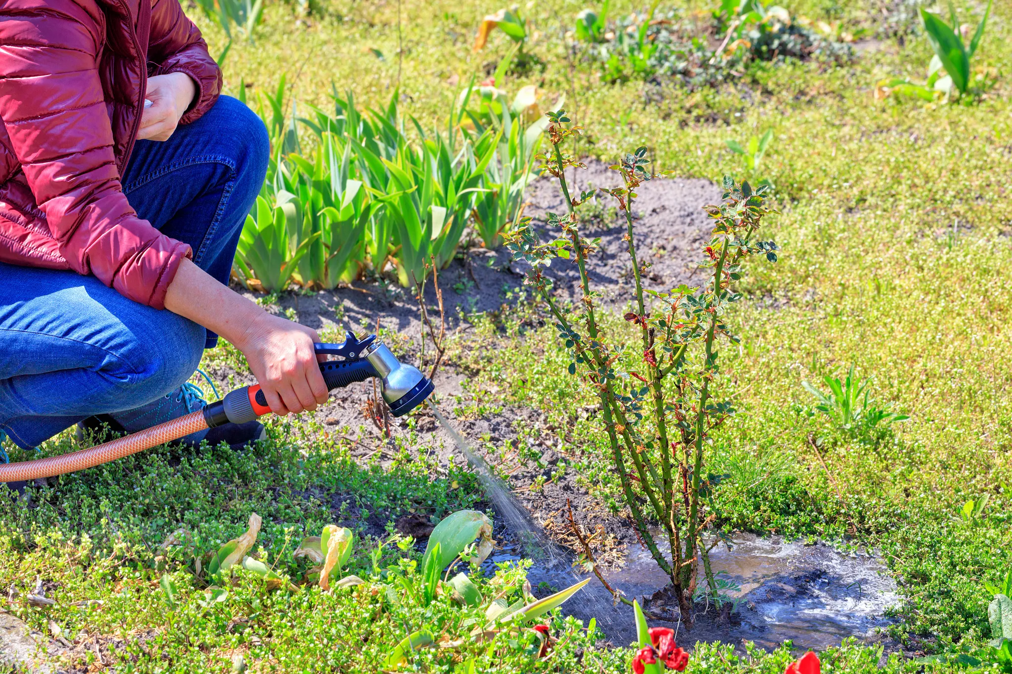 Deep watering a rose bush