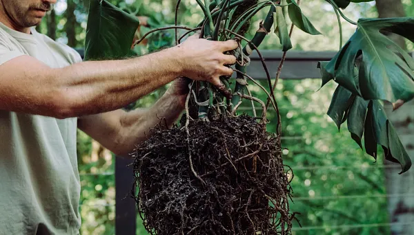 Person holding a plant with expansive roots.