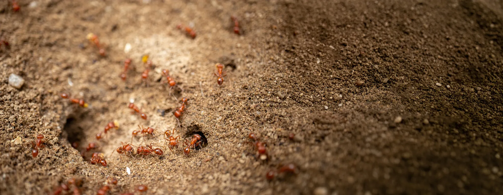 close up of an ant hill