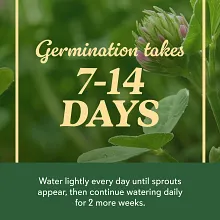 O.M. Scott & Sons&trade; Strawberry Clover Seed image number null