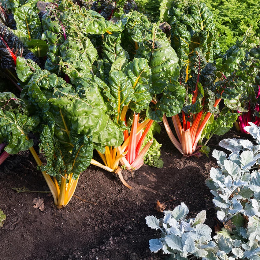 Cool season favorites