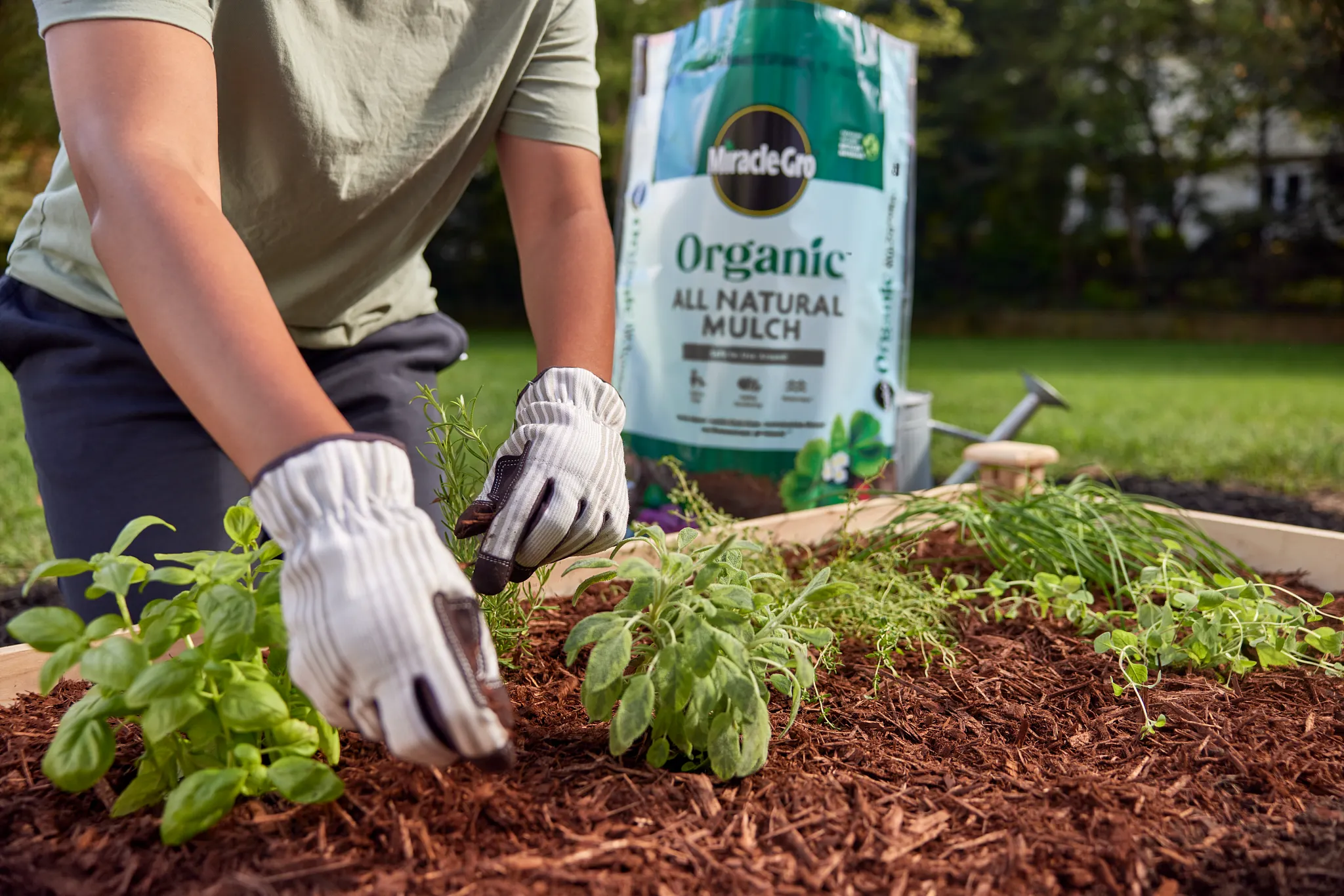 Woman adding organic natural mulch to her raised bed garden after planting.