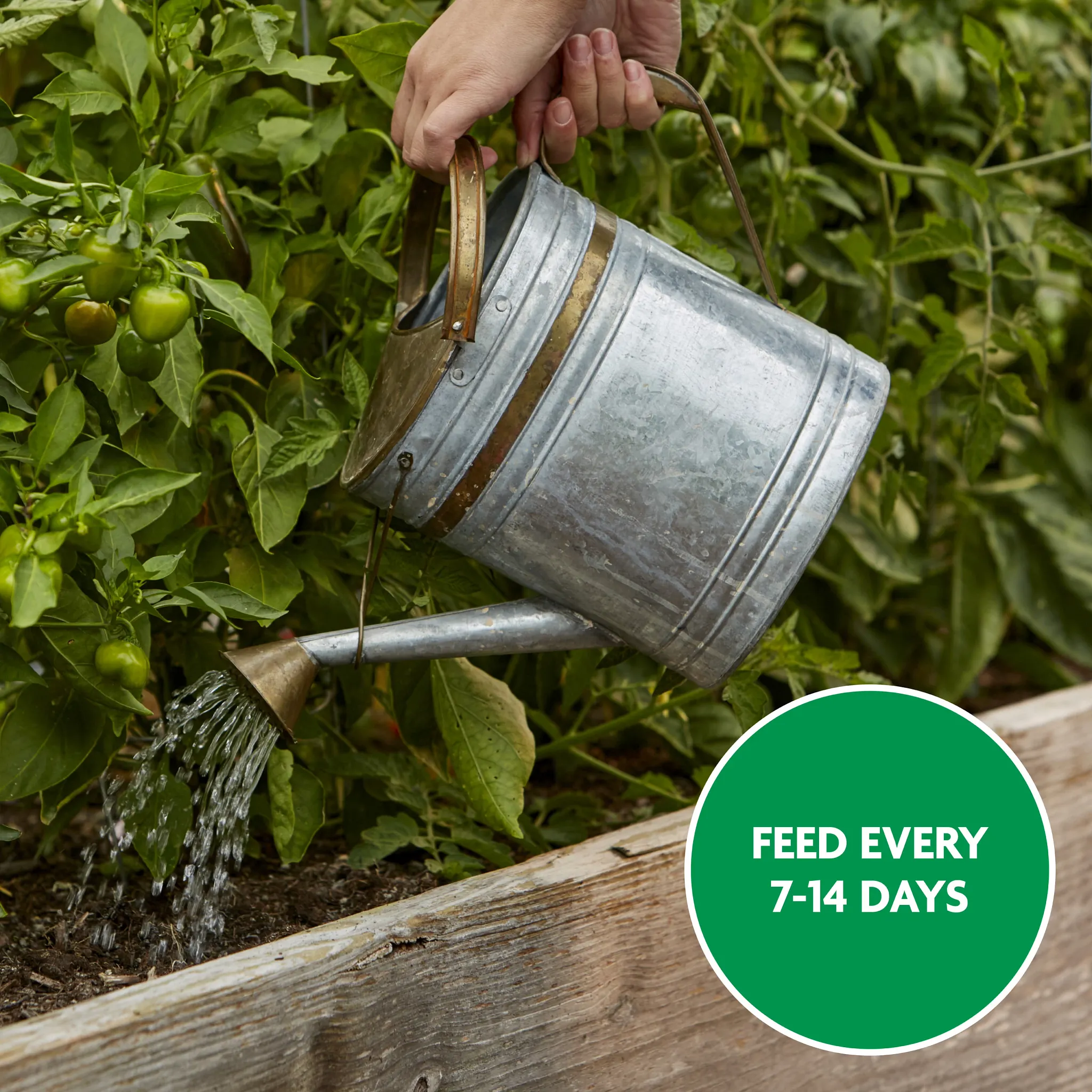 Miracle-Gro Tomato Plant Food - Thumbnail 5