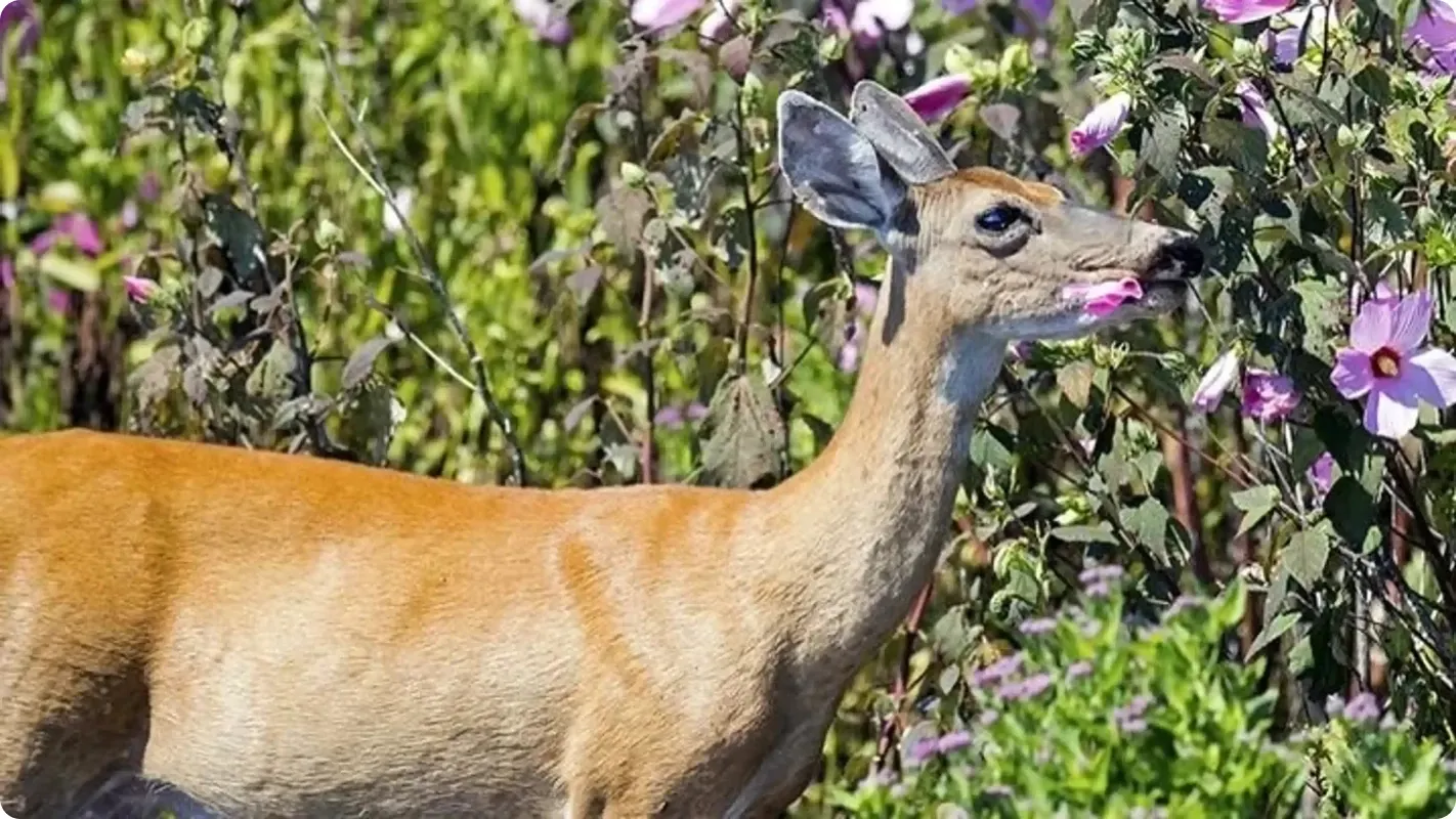 A deer standing in front of a tall shrub