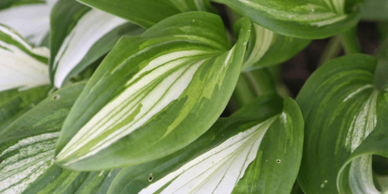 Hostas 