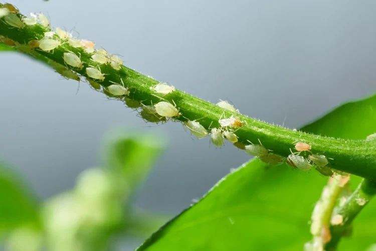 I think there are bugs on my plants | ScottsMiracle-Gro US