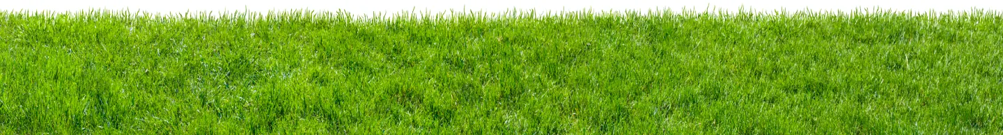 grass