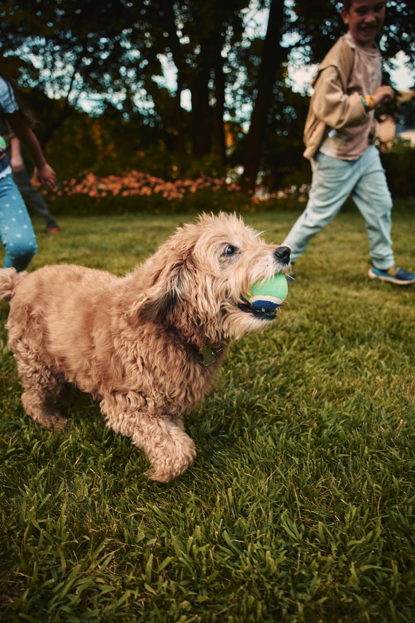 Dog holding a ball