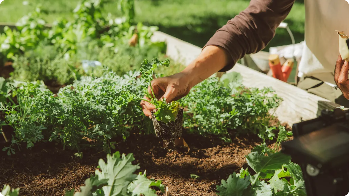 A man's hand is reaching into his raised bed garden that's full of green herbs and other plants and picking some herbs from their stems. 