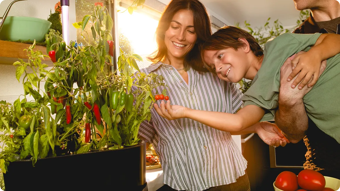 A Dad holding up his young son to pick off a pepper from their Harvest Elite AeroGarden sitting on the kitchen counter. Mom is looking on laughing and chips and salsa are sitting on the counter in front of them. 