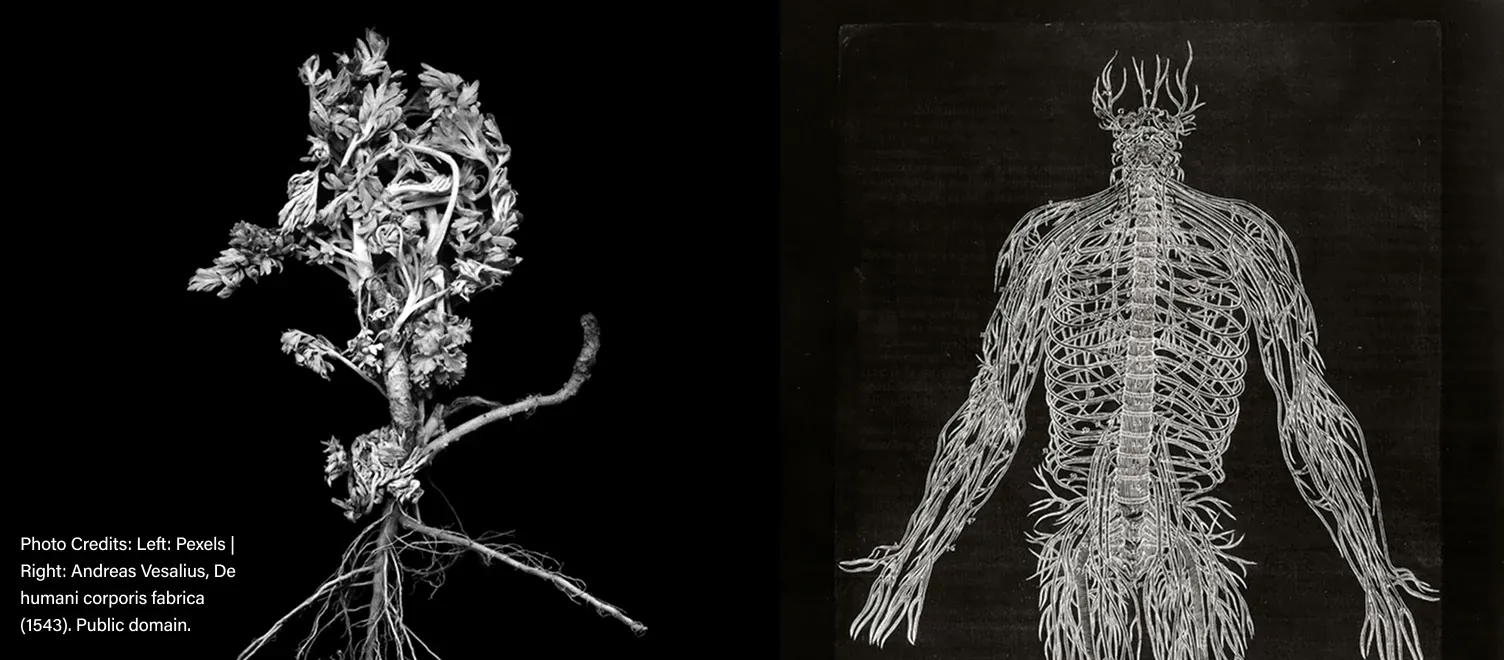 A root system constructed to look like a human skeleton - Photo Credits: Left: Pexels | Right: Andreas Vesalius, De humani corporis fabrica (1543). Public domain.