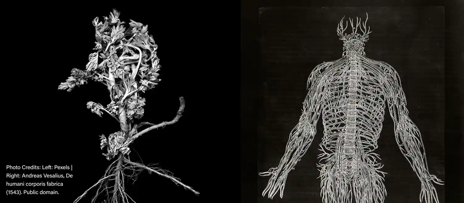 A root system constructed to look like a human skeleton - Photo Credits: Left: Pexels | Right: Andreas Vesalius, De humani corporis fabrica (1543). Public domain.