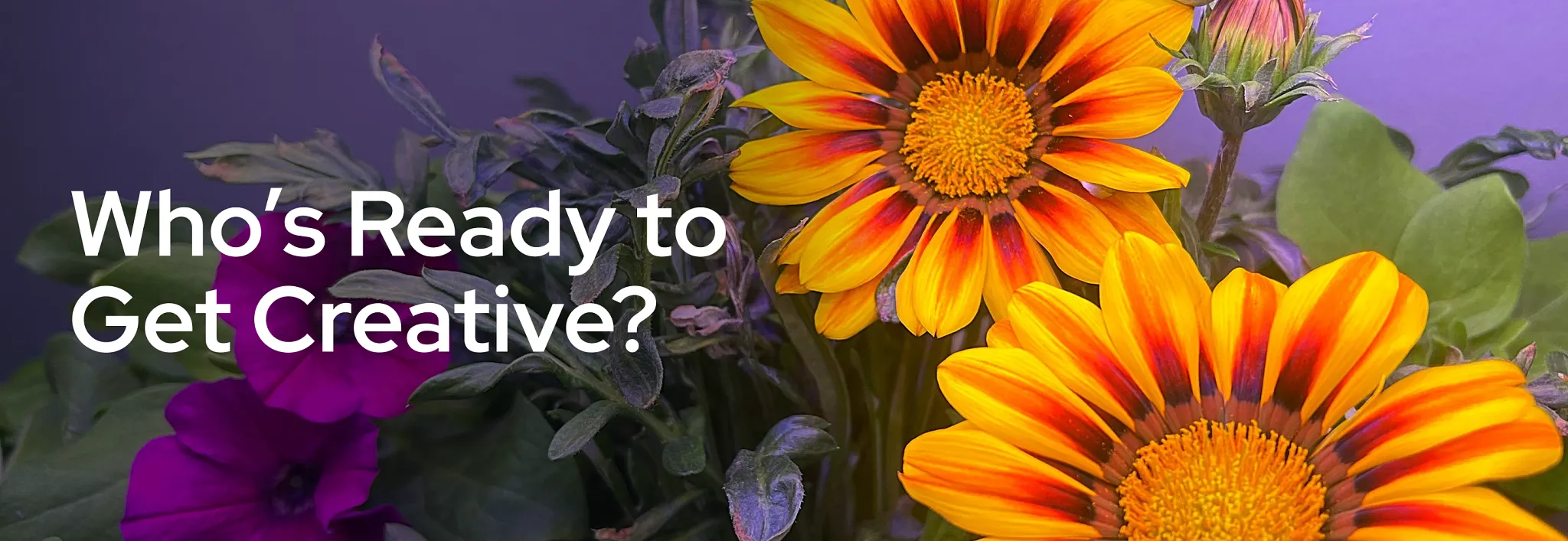 Close-up of vibrant yellow and orange gazania flowers blooming under indoor lighting.