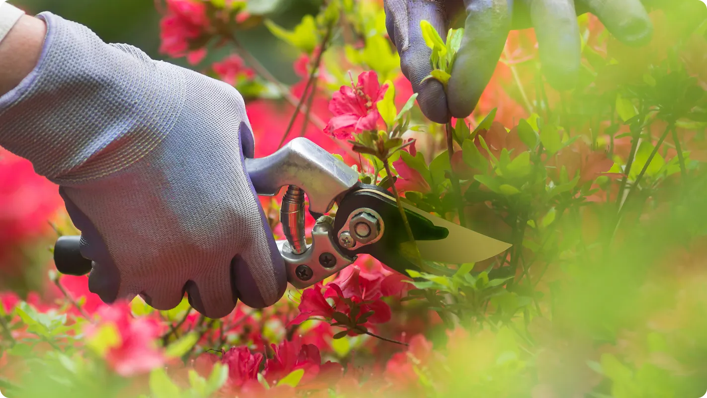 A person's hand reaching toward a flowering bush with pruning shears