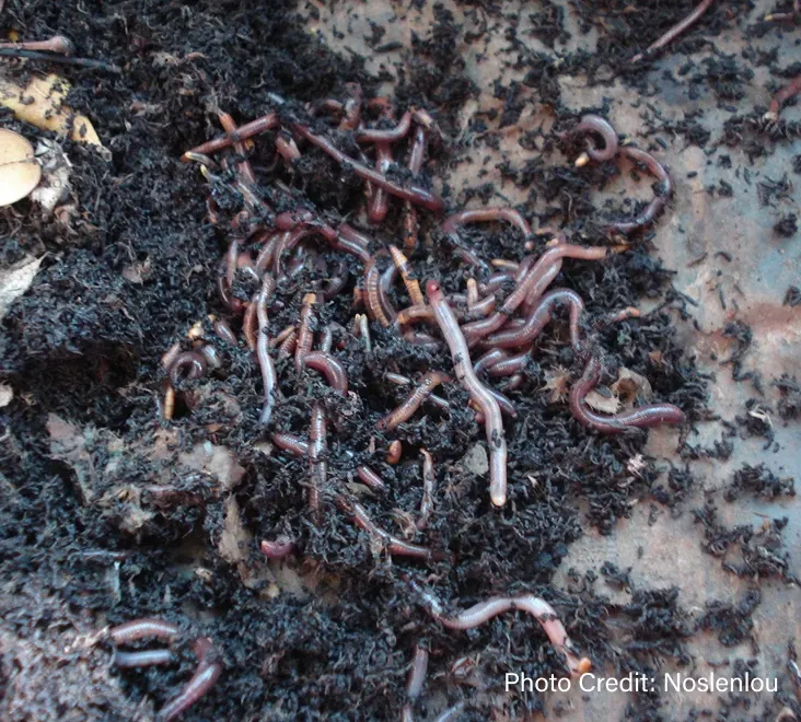 Worms crawling through soil - Photo Credit: Noslenlou
