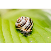 Ortho&reg; Slug B Gon&reg; Slug and Snail Bait image number null