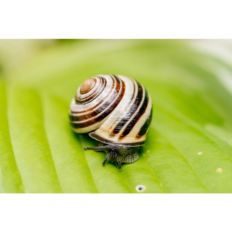 Ortho&reg; Slug B Gon&reg; Slug and Snail Bait image number 5