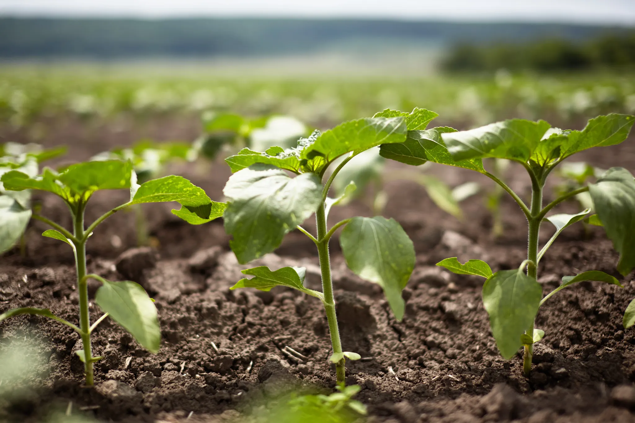Young sunflowers sprouted in the garden soil.