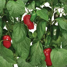 AeroGarden Sweet Bell Peppers Seed Pod Kit image number null