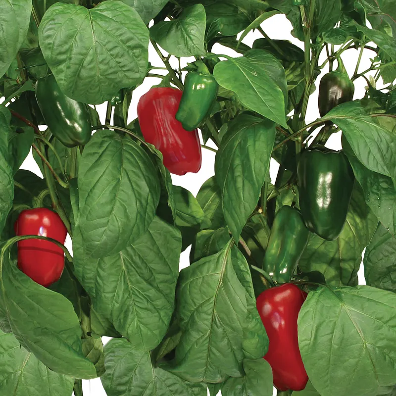 AeroGarden Sweet Bell Peppers Seed Pod Kit image number 3.0
