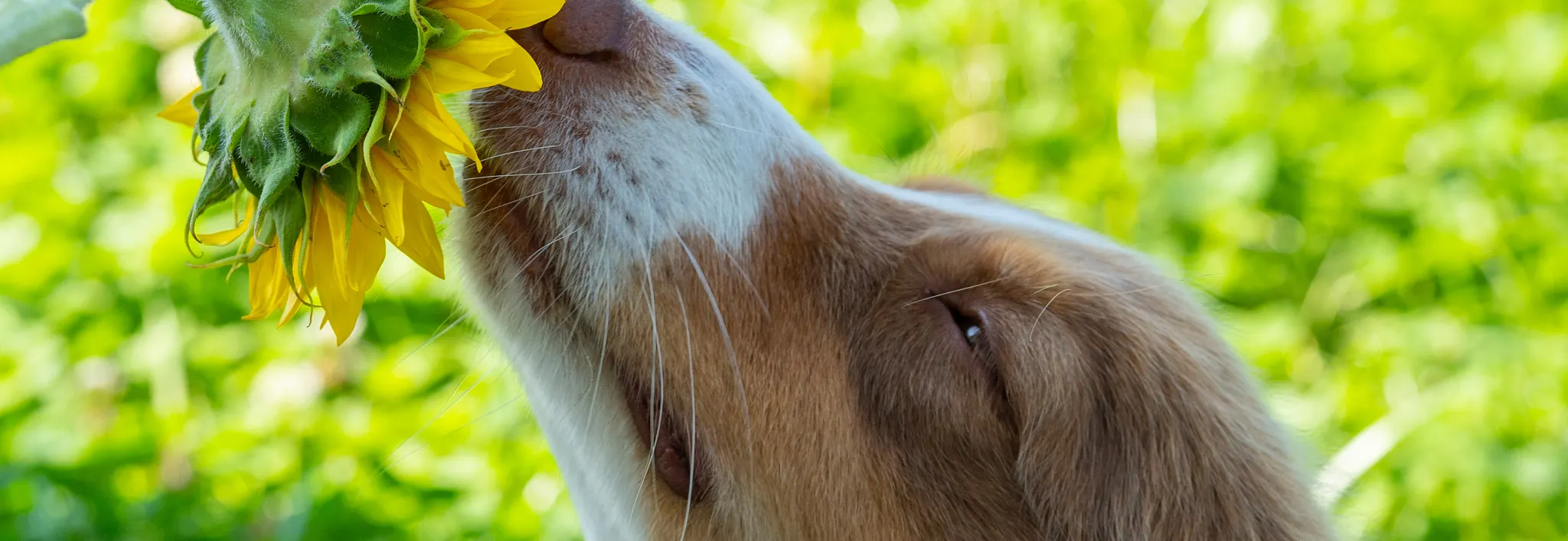 dog sniffing