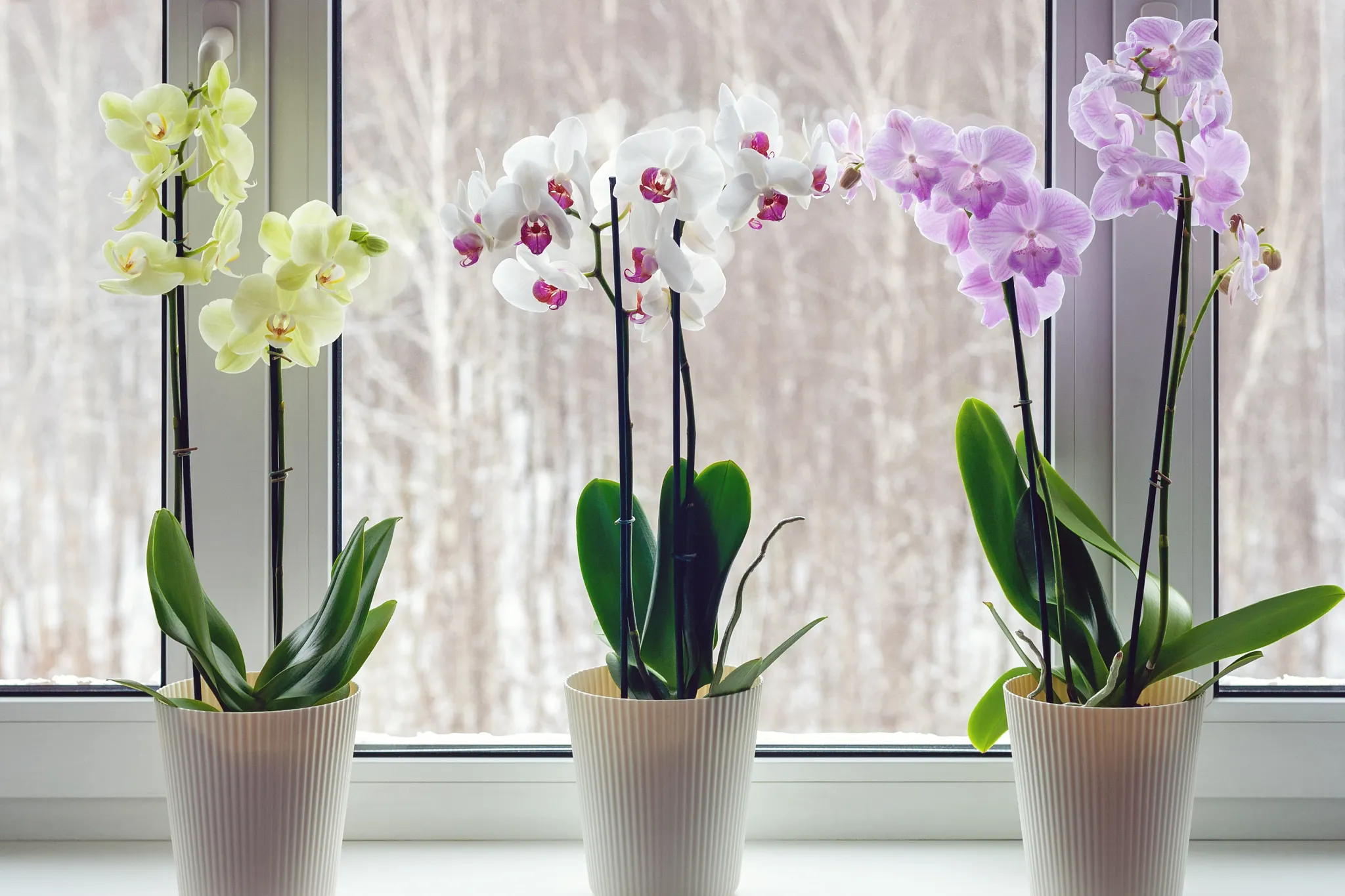 A potted purple orchid sits in a sunny window