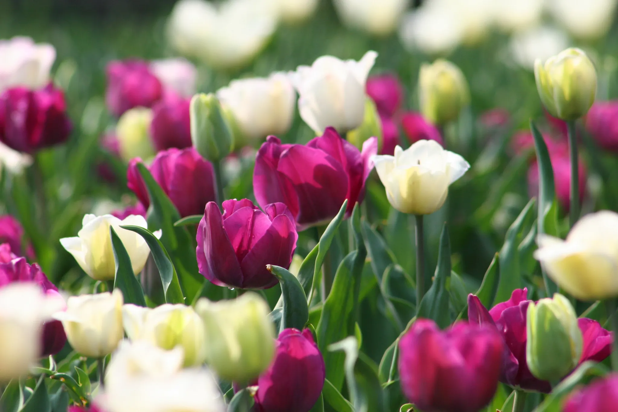 cream and purple tulips