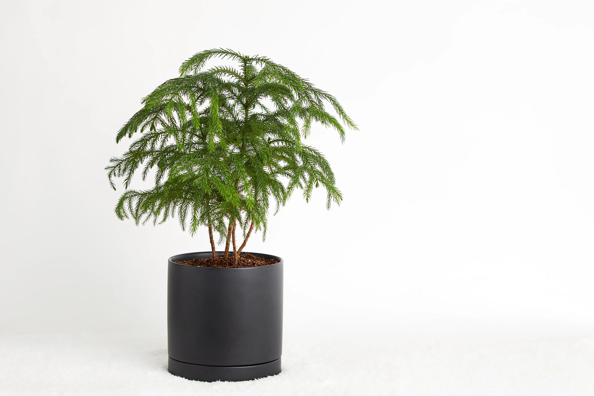 How To Grow And Care For Norfolk Pines | ScottsMiracle-Gro US