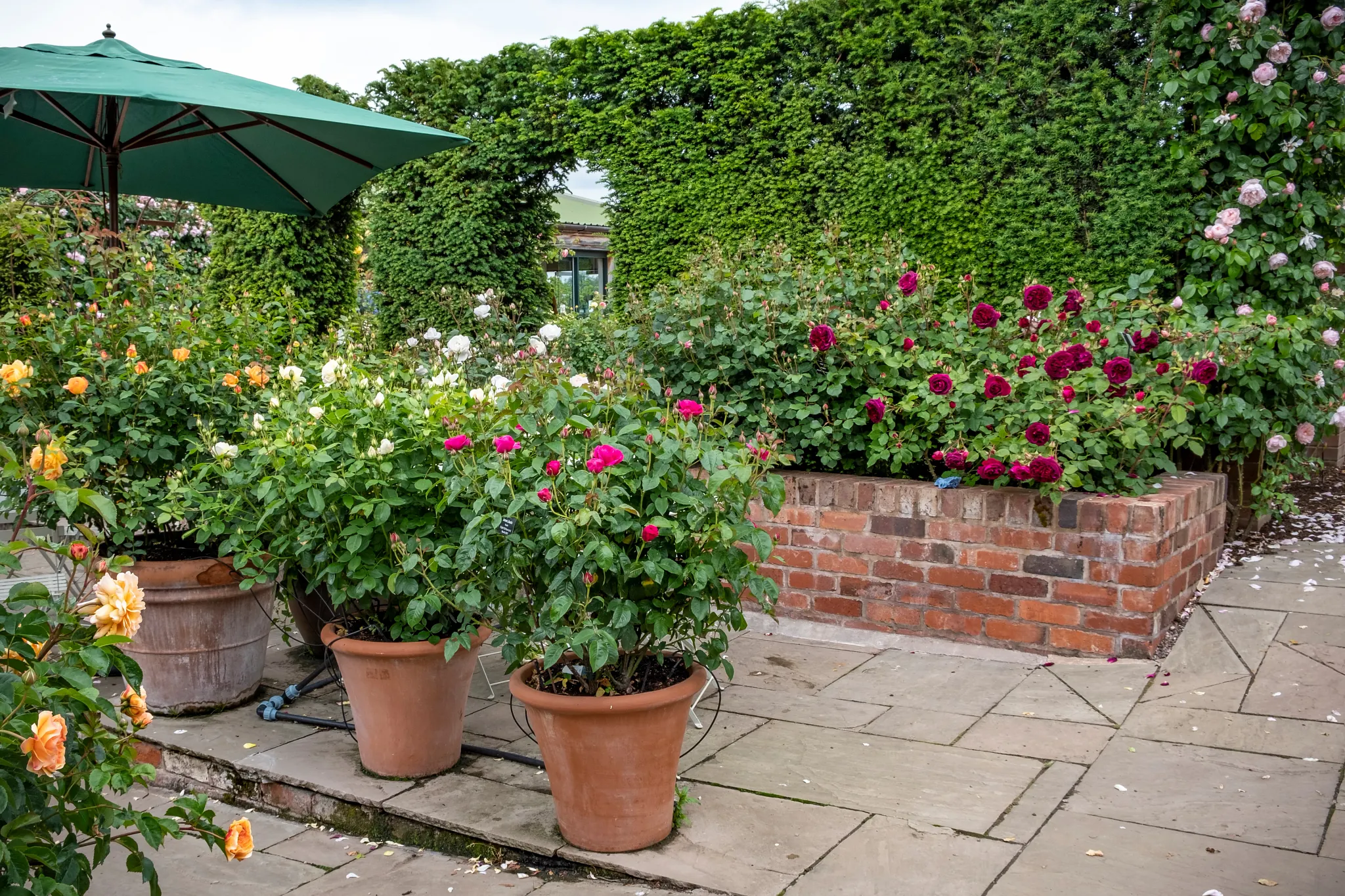 Rose garden with roses growing in containers