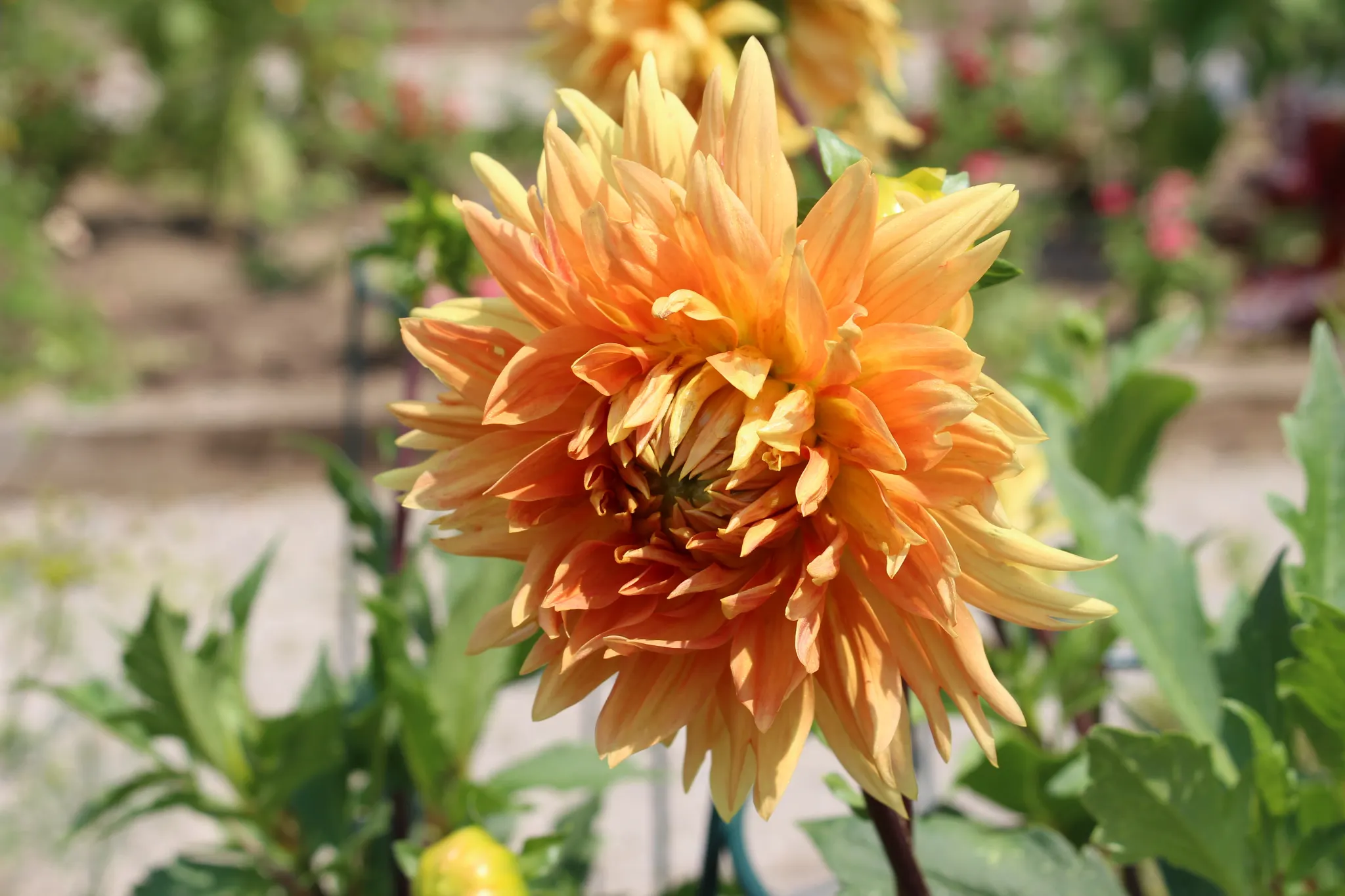 large orange dahlia flower