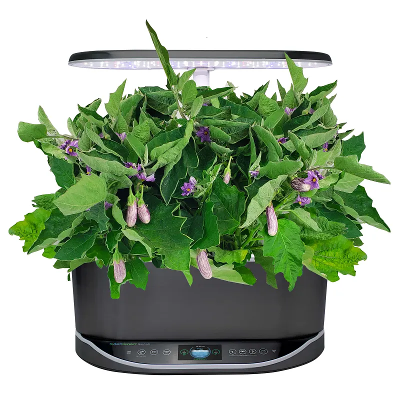 Fairy Tale Eggplant Seed Pod Kit image number 4.0
