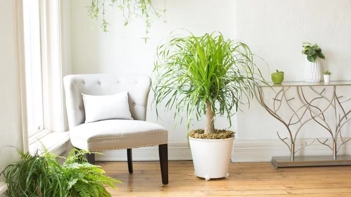 How to Grow and Care for Ponytail Palms | ScottsMiracle-Gro US