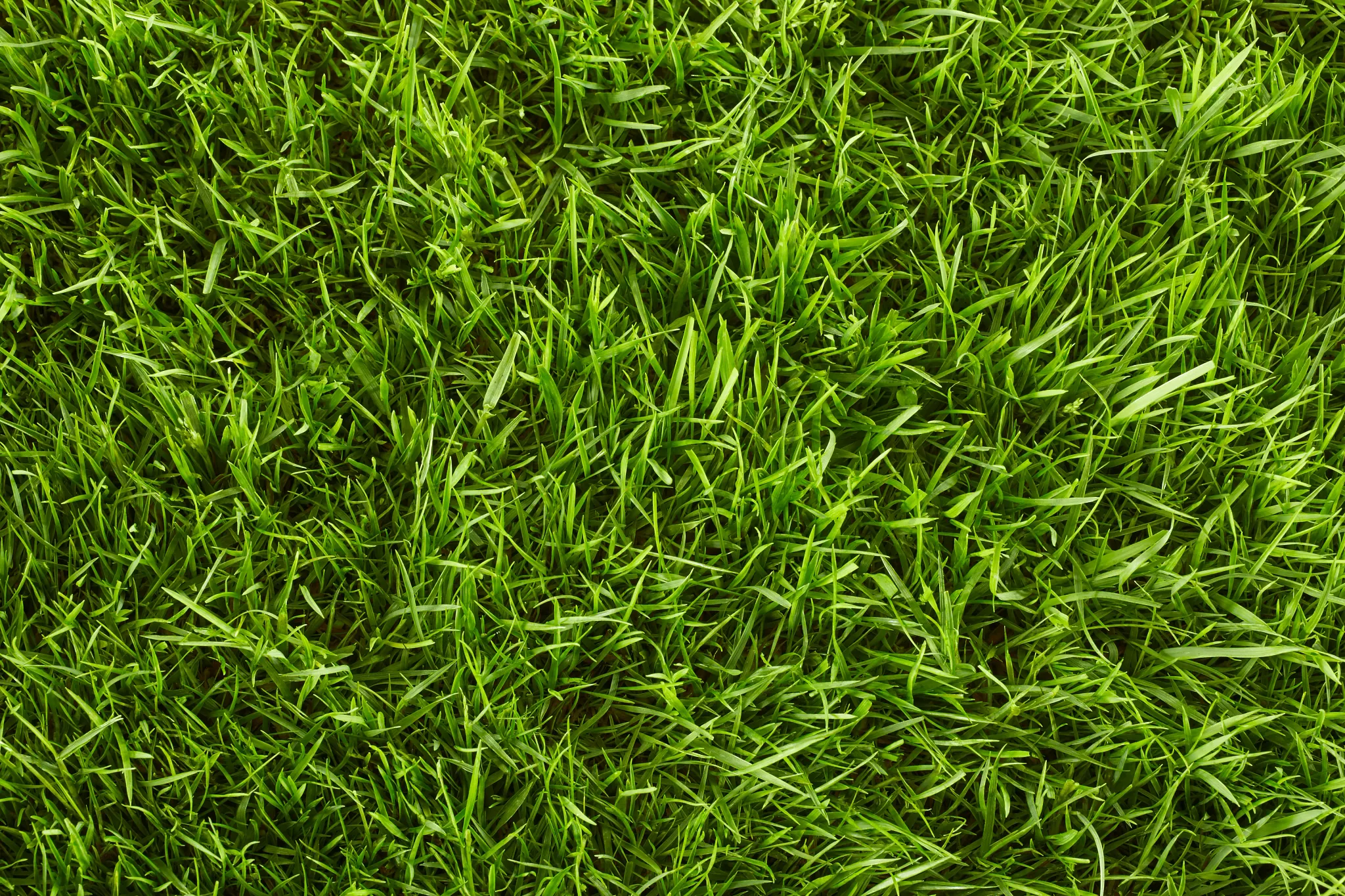 Close-up of Bentgrass
