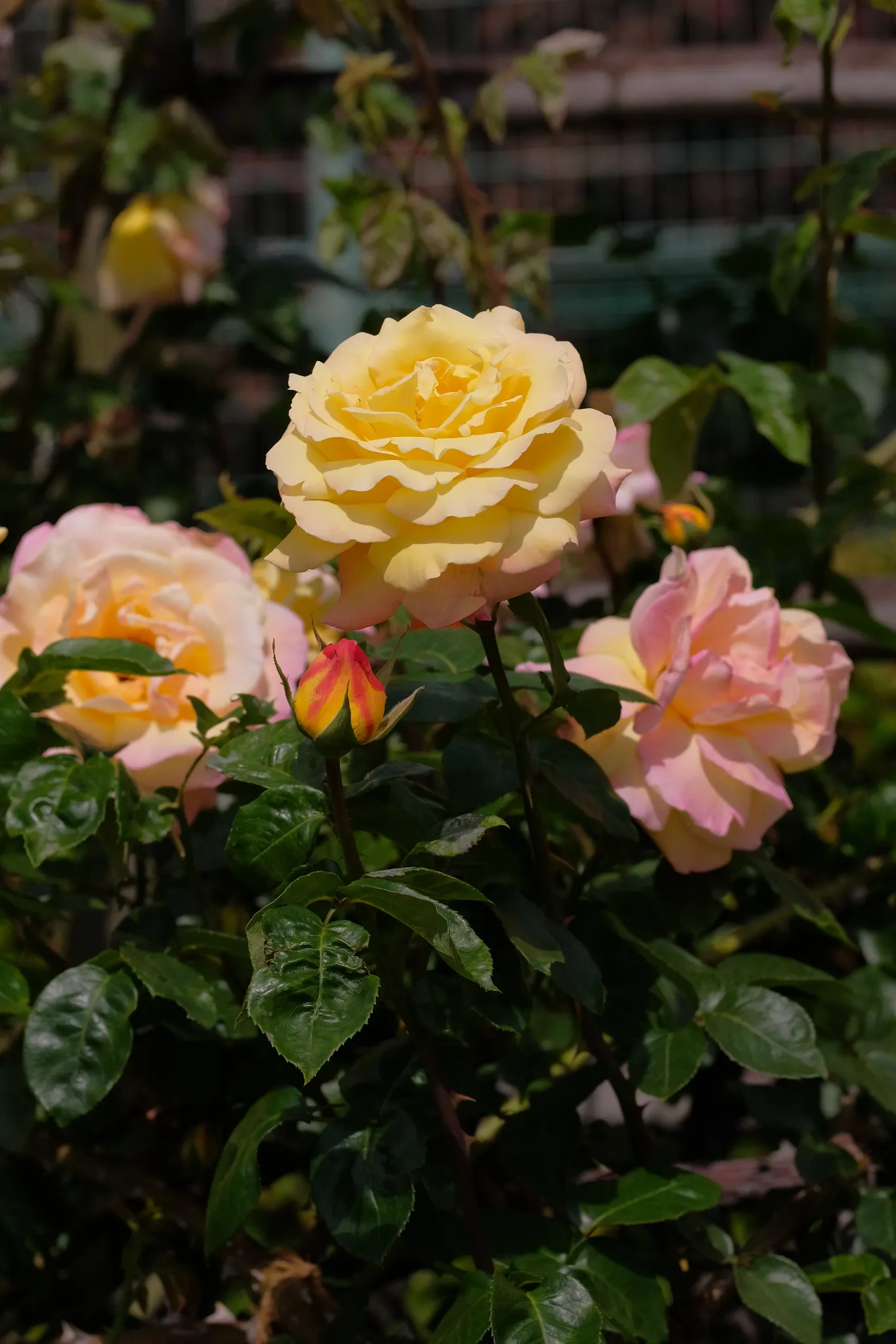 peach flower hybrid tea rose
